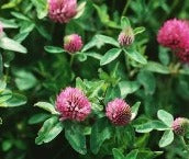 Red clover