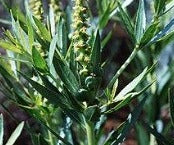 Stillingia root
