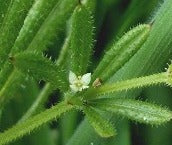 Cleavers